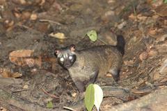 Paradoxurus philippinensis