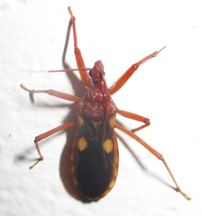 Reduviinae