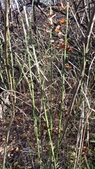 Ephedra procera