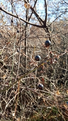 Ephedra procera