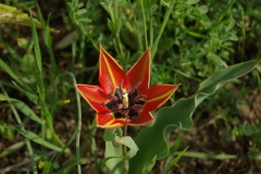 Tulipa undulatifolia