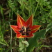 Tulipa undulatifolia - Photo (c) ramazan_murtazaliev, algunos derechos reservados (CC BY-NC), subido por ramazan_murtazaliev