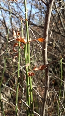 Ephedra procera