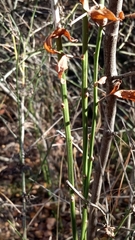 Ephedra procera