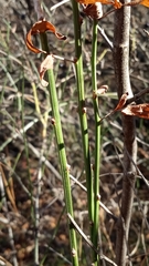 Ephedra procera