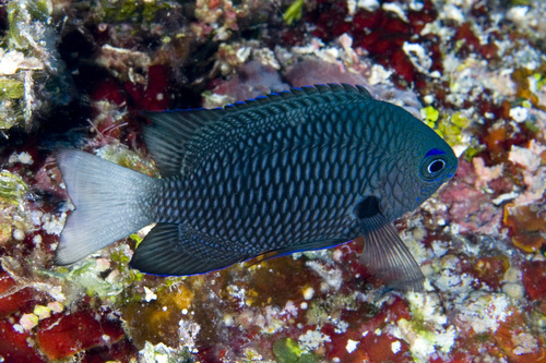 Pomacentrus imitator observed 2017-01-22