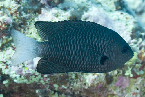 Pomacentrus imitator observed 2017-01-13