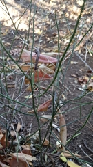 Ephedra procera