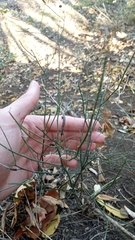 Ephedra procera