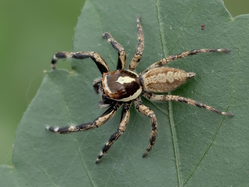 Chira spinipes