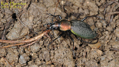 Carabus jankowskii