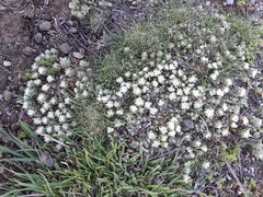 Pimelea sericeovillosa pulvinaris