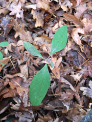 Lonicera sempervirens