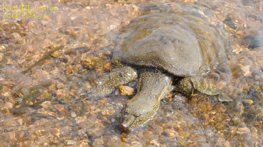 Northern Chinese Softshell Turtle