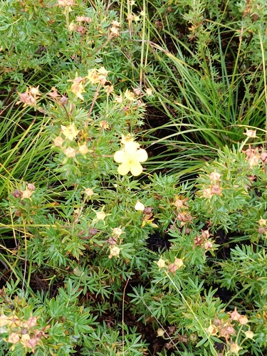 Asian Cinquefoil (Dasiphora parvifolia)