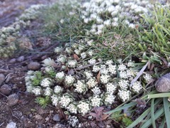 Pimelea sericeovillosa pulvinaris