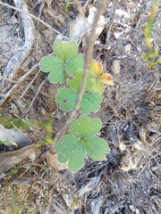 Pelargonium ternifolium