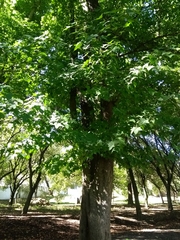 Liquidambar styraciflua