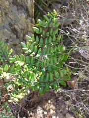 Pellaea pteroides