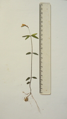 Spigelia genuflexa