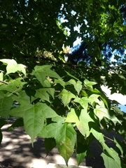 Liquidambar styraciflua