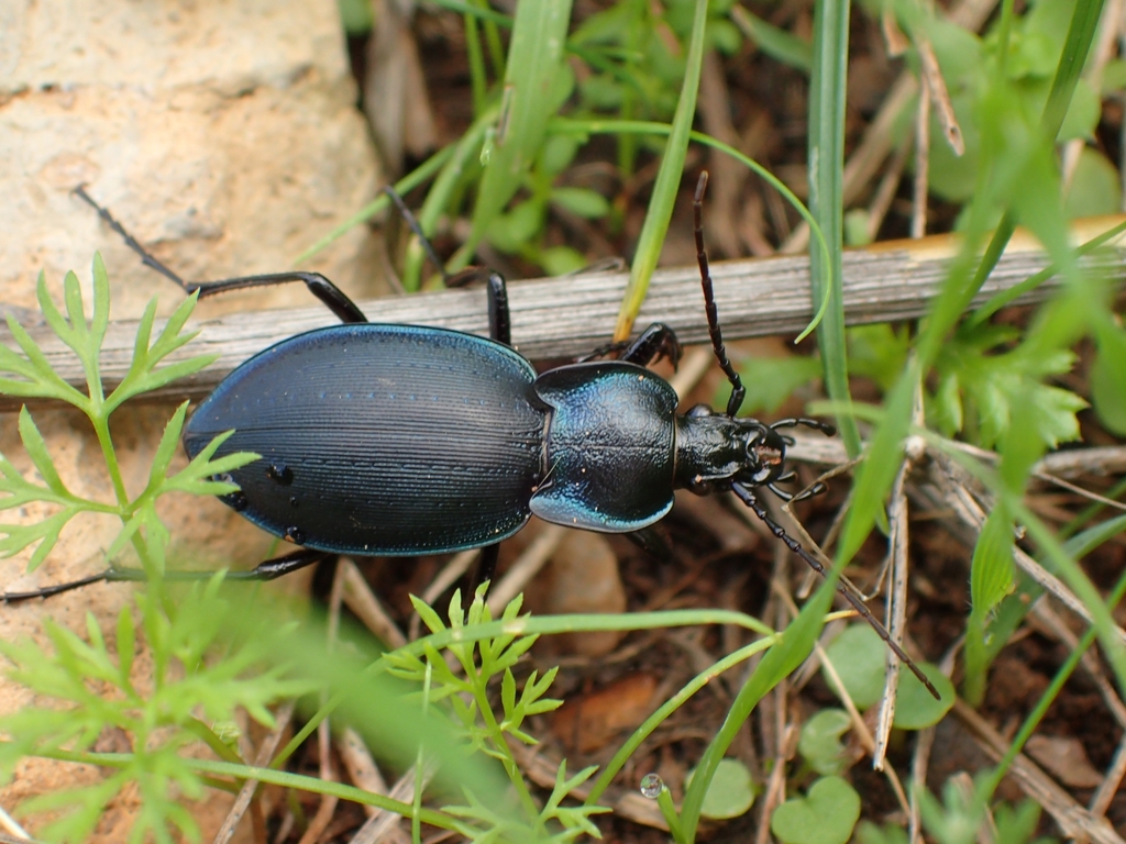 Carabus hortensis