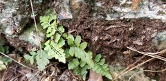Asplenium bradleyi