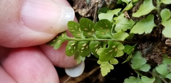 Asplenium bradleyi