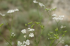 Bifora radians