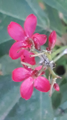 Jatropha integerrima