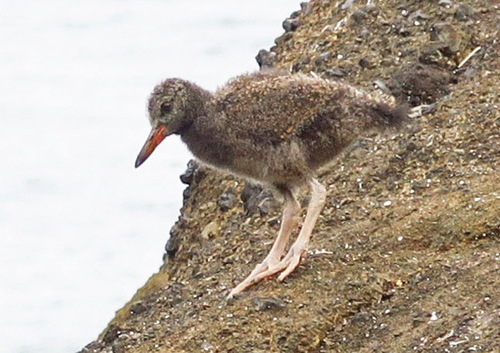 Black Oystercatcher, Boiler Bay, Lincoln County, OR, USA, photo 9 of 10