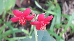 Jatropha integerrima