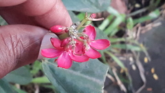 Jatropha integerrima