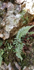 Asplenium bradleyi