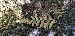 Asplenium bradleyi
