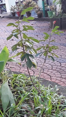 Jatropha integerrima