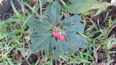 Jatropha integerrima