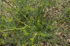 Bilacunaria caspia