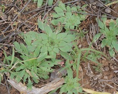 Oenothera grandis