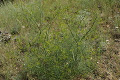 Bilacunaria caspia