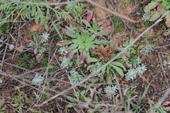 Loeflingia squarrosa