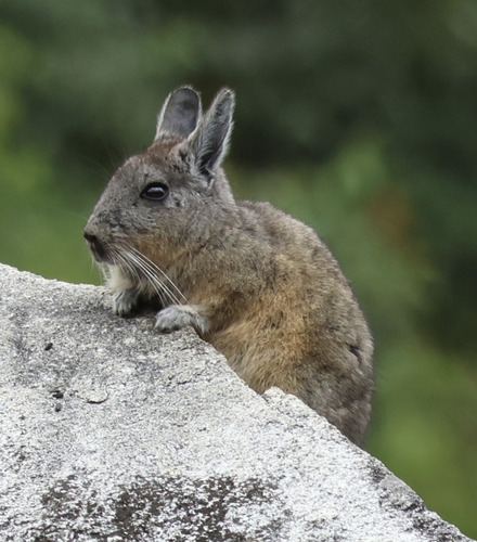 Mountain Viscacha, photo 5 of 9
