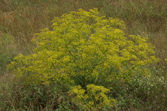 Bilacunaria microcarpos