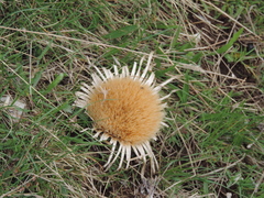 Carlina acaulis acaulis
