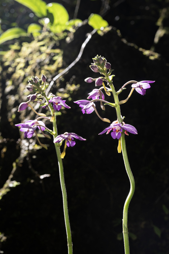 Calanthe sinica