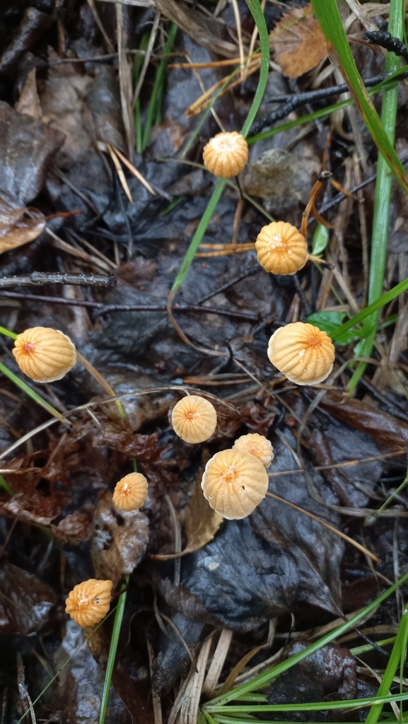 Marasmius siccus · August 2025 · photo: © olkairkutsk (iNaturalist, cc-by)