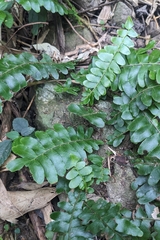 Arthropteris palisotii, photograph (c) 許文俊, some rights reserved (CC BY-SA)