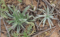 Cryptantha crassisepala crassisepala