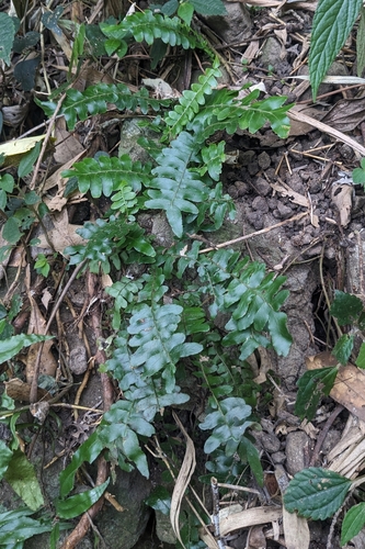 Arthropteris palisotii, photograph 5