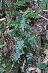 Arthropteris palisotii, photograph (c) 許文俊, some rights reserved (CC BY-SA)